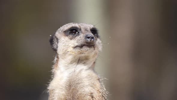 Close up: Young wild Meerkat resting outdoors in nature and looking around - Blurred background