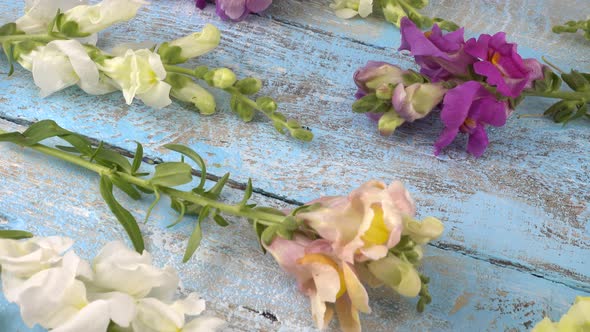 Colorful dragon flowers on the vintage wooden light blue background.