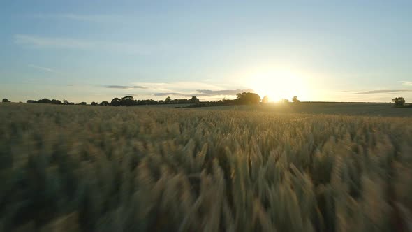 Flight Over Wheat Fields at Sunset