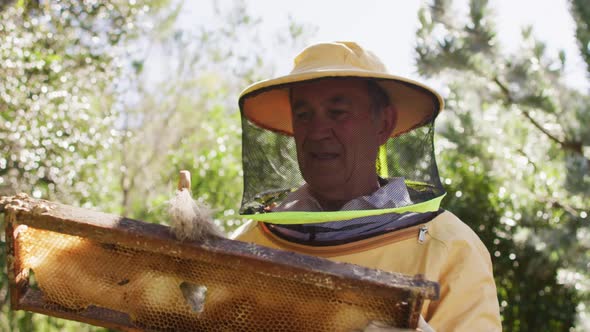 Senior caucasian male beekeeper in protective clothing cleaning honeycomb frame from a beehive