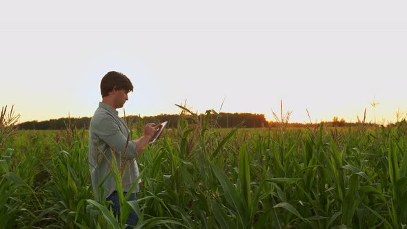 Male Agronomist Inspects a Corn Field and Uses a Tablet Computer at Sunset