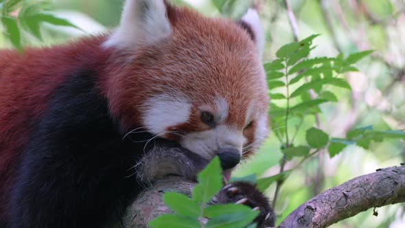 Adorable Red Panda relaxing in tree and cleaning paws early in the morning. Subtropical Rainforest o