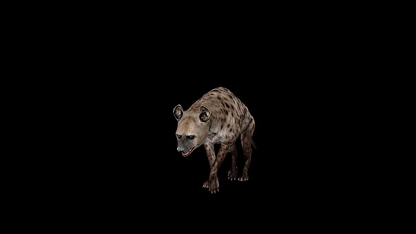 Hyena Walk Front