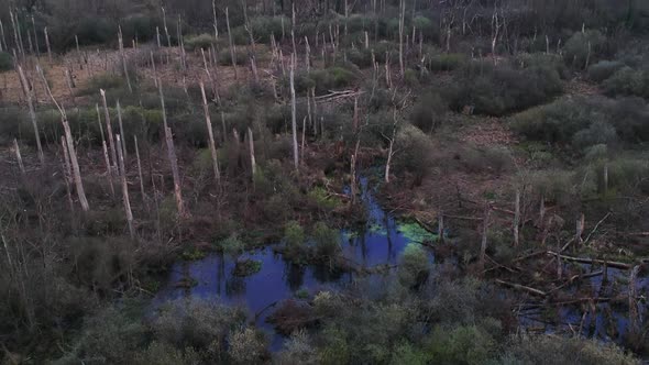 A drone tilts up showing the remains of the forest after it has been cut and burned.