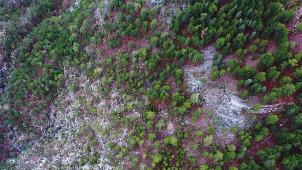 Autumn Forest Aerial View 4 K