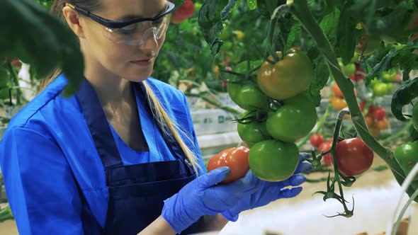 One Farmer Checks Ripe Tomatoes in Greenhouse