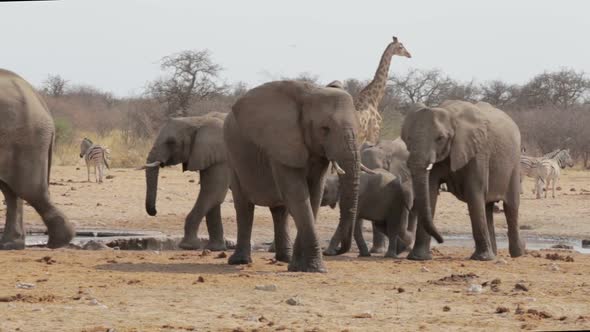 Herd of African elephants drinking at a muddy waterhole, Etosha national Park