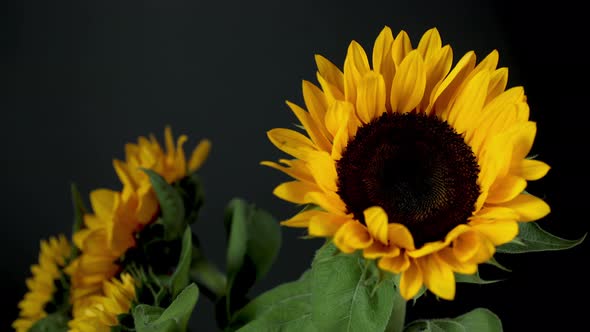 Rotating Footage of Sunflowers