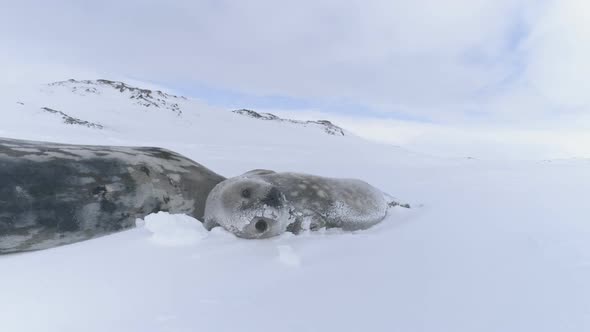 Antarctica Weddell Seal Baby Mother in Snow