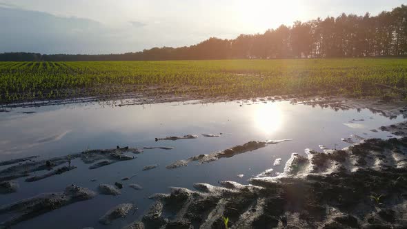 Puddle in the Field