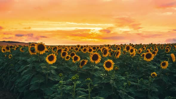 Time Lapse Of Sunflower Field alt