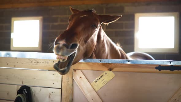 Funny Brown Horse Head Yawns in Stable