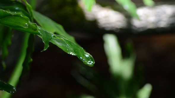 Drops of Water Sliding in a Leaf