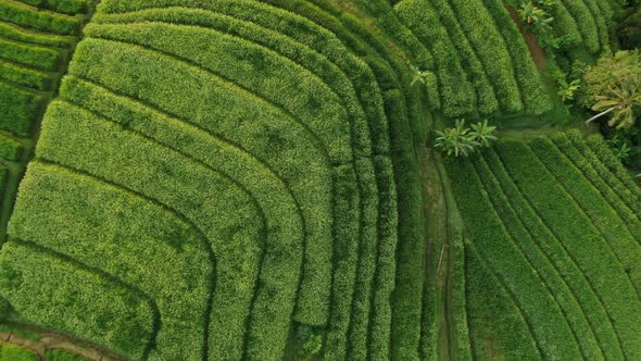 View from Above of The Jatiluwih Terraces Ricefield in Bali, Unesco World Heritage, Indonesia