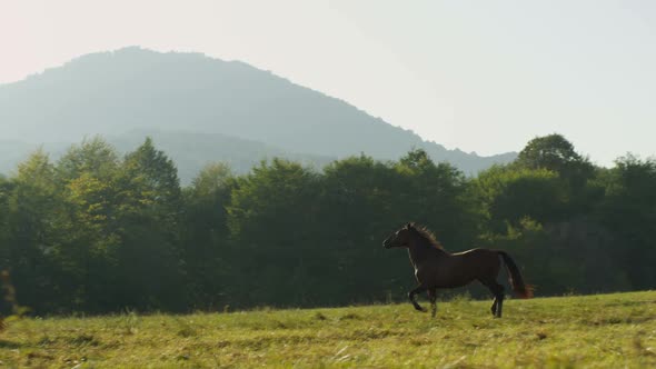 Slow Motion Young Black Horse Runs Along Green Field