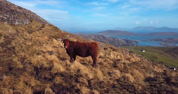 Ring Of Kerry Lookout, Ireland