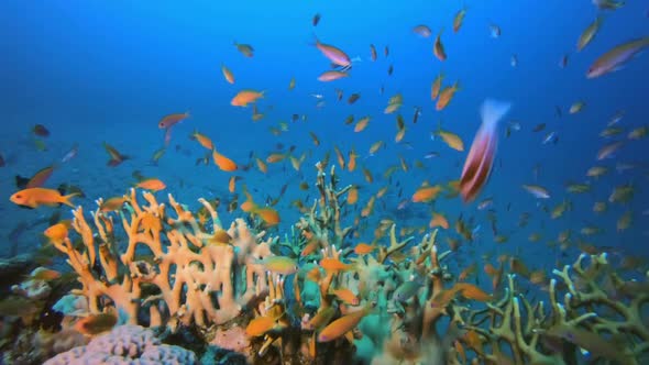Colorful Fishes and Fire Coral