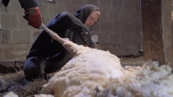 Farmer Shearing Wool from a Sheep in a Barn House with Electric Clippers