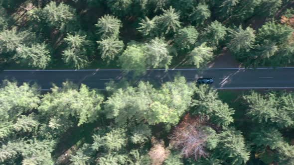 Bird's Eye View of a Car On a Journey Through a Forest Road