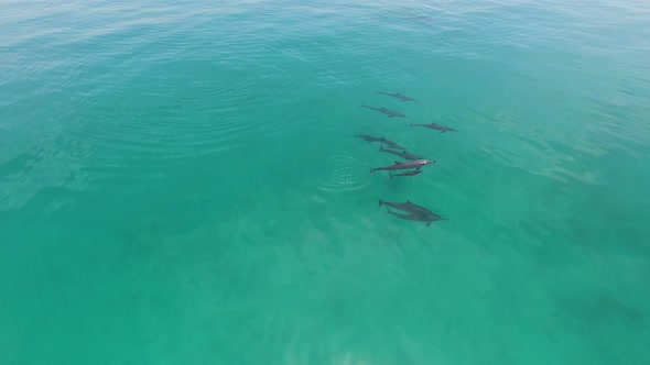 Dolphins