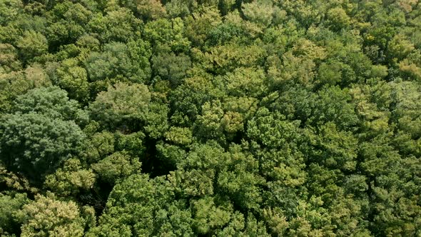 Dense forest with deciduous trees. Flight through the jungle forest. Green natural background