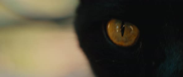 Black yellow-eyed cat looking away, eyes close up, slow motion