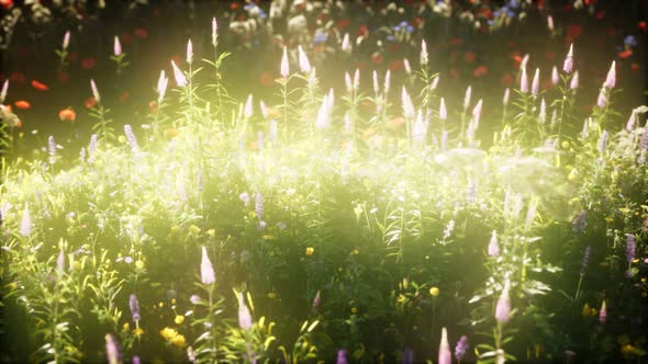 Wild Flowers in the Field alt