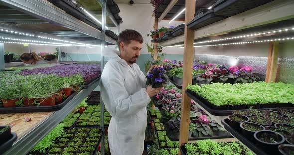 Farmer Checks Violas Eatable Flowers From the Shelves of the Vertical Farm Vitaminized Superfood