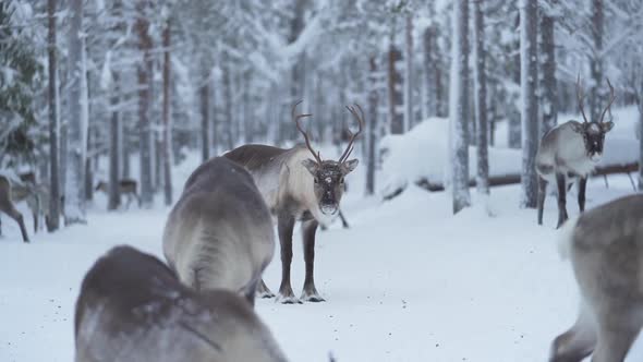 Slow motion of a reindeer standing still among other reindeer and looking around in Lapland Finland.