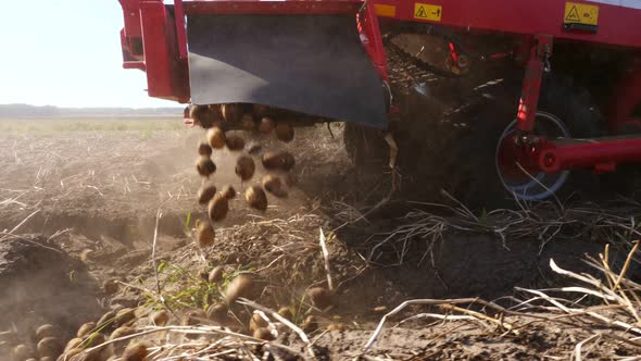 Special Tractor Digs Up Fresh and Raw Potatoes, Farm Machinery Harvesting Potatoes on an