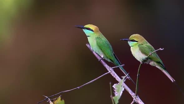 Green bee-eater in Bardia national park, Nepal