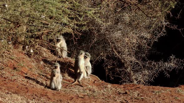 Vervet Monkeys Basking In The Sun - South Africa