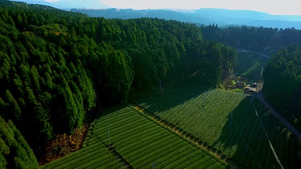 Ureshino Saga Tea Farm Aerial Footage