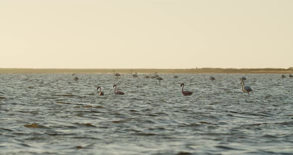 Wildlife of Namibia, flamingos are standing in the water during sunset, 4k