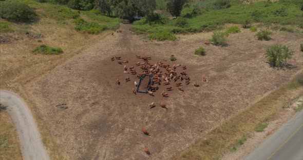 Small cluster of Cattle feeding in a farm, Aerial view.