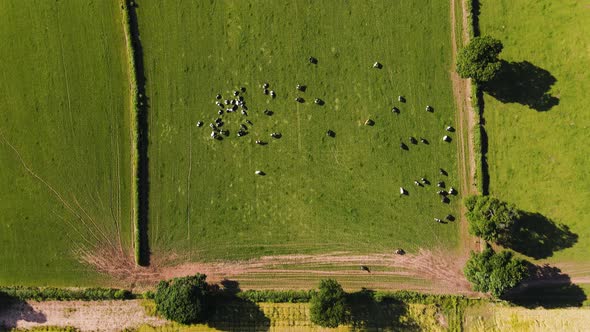 Overhead view of a herd of cows relaxing on grass in rural green field in English countryside. Ariel