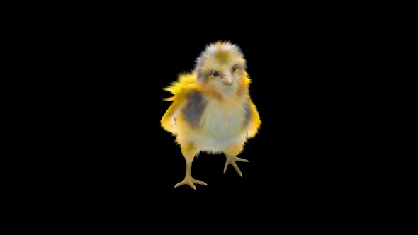 16 Baby Chicks Dancing 4K