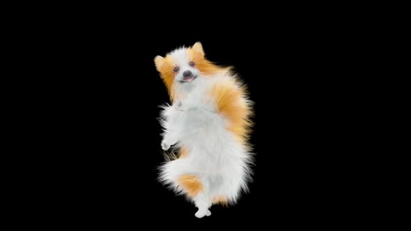 Dog Dancing HD