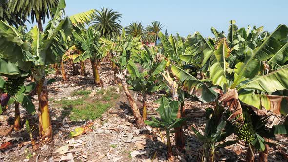 Banana Plantation, Banana Trees on South of Tenerife, Canary Islands, Spain. Mountains on the