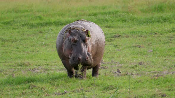 African Adult Hippopotamus In The Wild In The Pasture Defecates Under Pressure