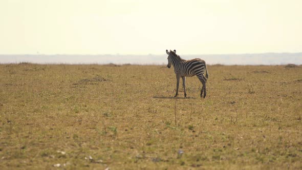 Zebra in savannah