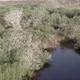 Breeding Cormorant Colony Next to River - VideoHive Item for Sale
