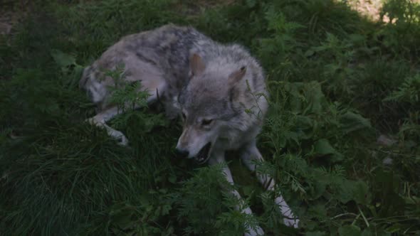 A grey wolf lounges on a shadowy hillside, with a black pup nearby. Shot in slow motion