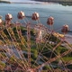 Drone View Colorful Ferris Wheel in Amusement Park on River and City Landscape - VideoHive Item for Sale