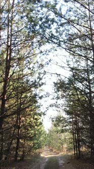 Vertical Video Forest in Autumn Aerial View Slow Motion