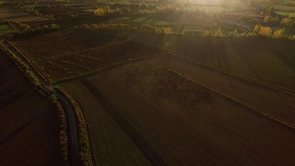 Aerial Sheep Herd