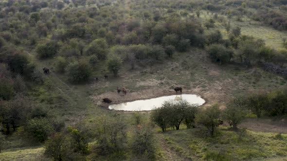 European bison herd resting at a watering hole in a steppe, Czechia.