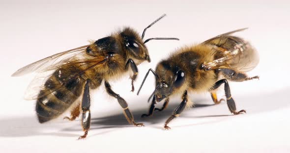 European Honey Bee, apis mellifera, Black Bees against White Background, Normandy, Real Time 4K