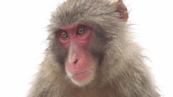 Japanese Macaque (Snow Monkey)