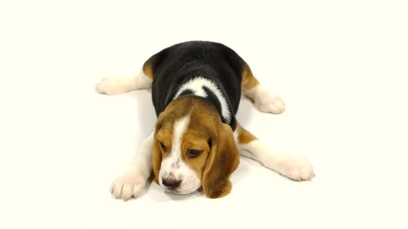 Cute Beagle Puppy Over White Background. Close Up. Slow Motion